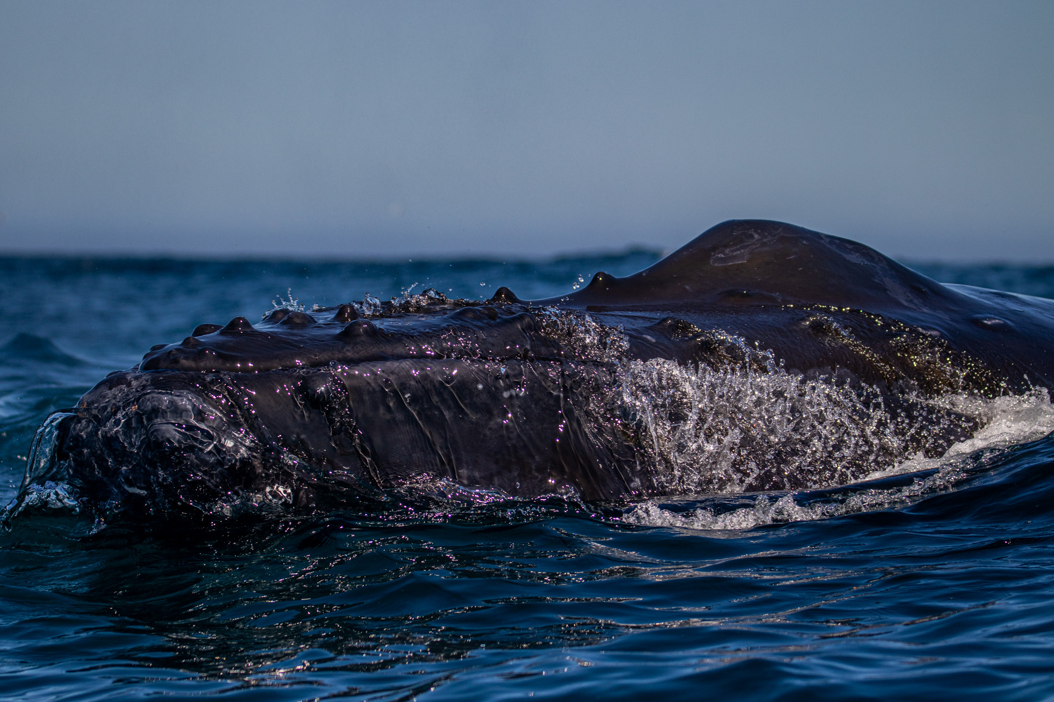 Close up of the head of a humpback whale showing the bumps that sometimes contain hair.